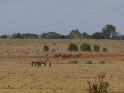 tsavo_004