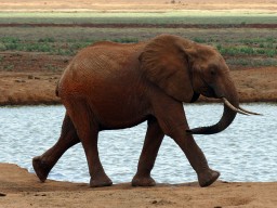 tsavo_021