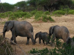 tsavo_025