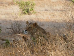 tsavo_029