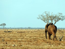 tsavo_036