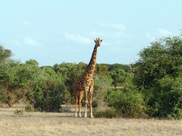 tsavo_037