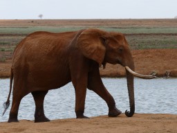 tsavo_039