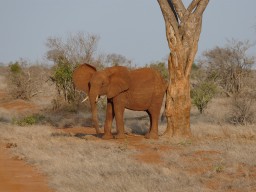 tsavo_040