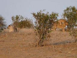 tsavo_043