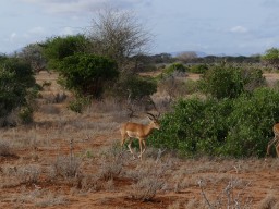 tsavo_045