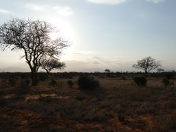 tsavo_047