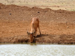 tsavo_055