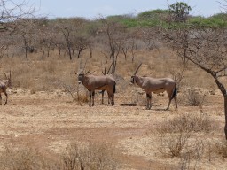 tsavo_057