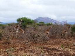 tsavo_061