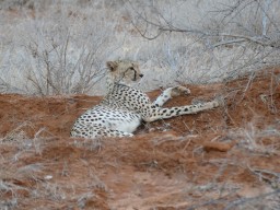 tsavo_063