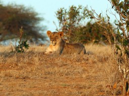 tsavo_064