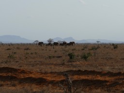 tsavo_071