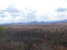 tsavo_072