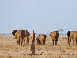 tsavo_074