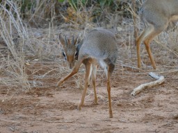 tsavo_075