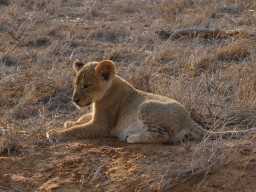 tsavo_076