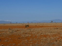 tsavo_077