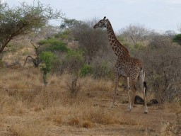 tsavo_078