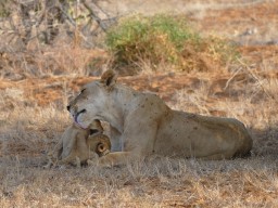 tsavo_082