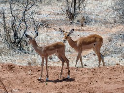 tsavo_083