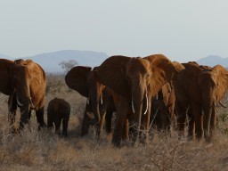 tsavo_084