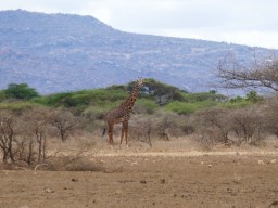 tsavo_098