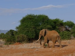 tsavo_111