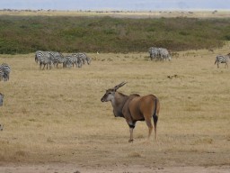 Kenya 2016