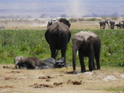 Kenya 2016