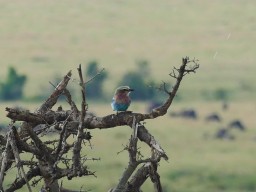 Kenya 2016