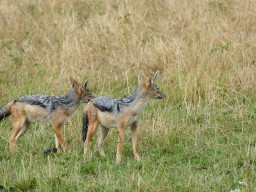 Kenya 2016