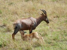 Kenya 2016