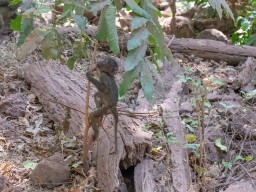 Lake Manyara