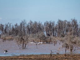 Lake Manyara