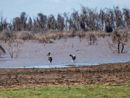 Lake Manyara