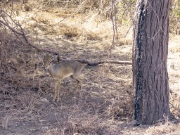 Lake Manyara