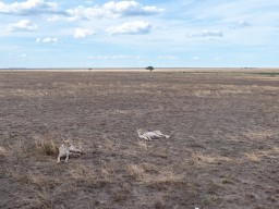 Serengeti