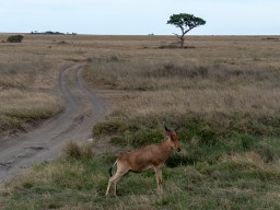 Serengeti