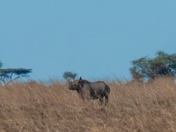 Serengeti