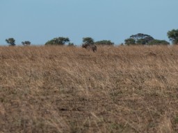 Serengeti