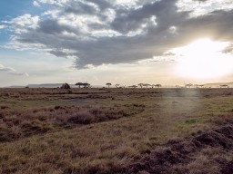 Serengeti