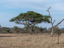 Serengeti