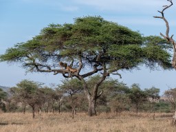 Serengeti