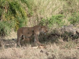 Serengeti