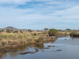 Serengeti