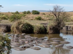 Serengeti