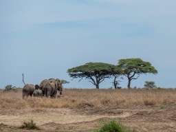 Serengeti