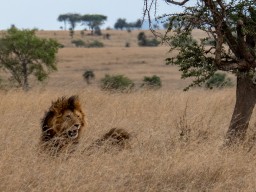 Serengeti