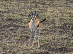 Serengeti